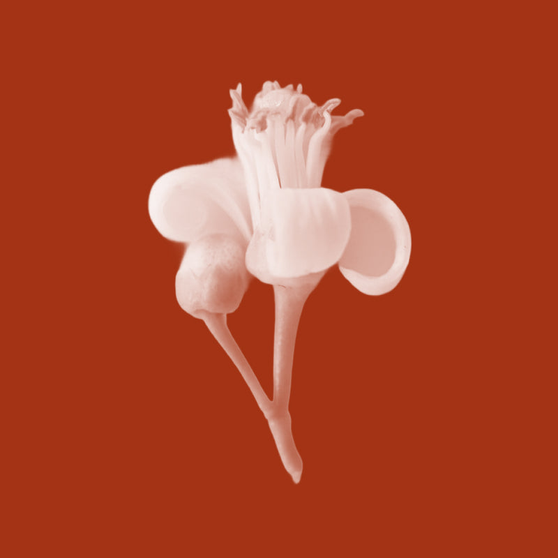 Neroli