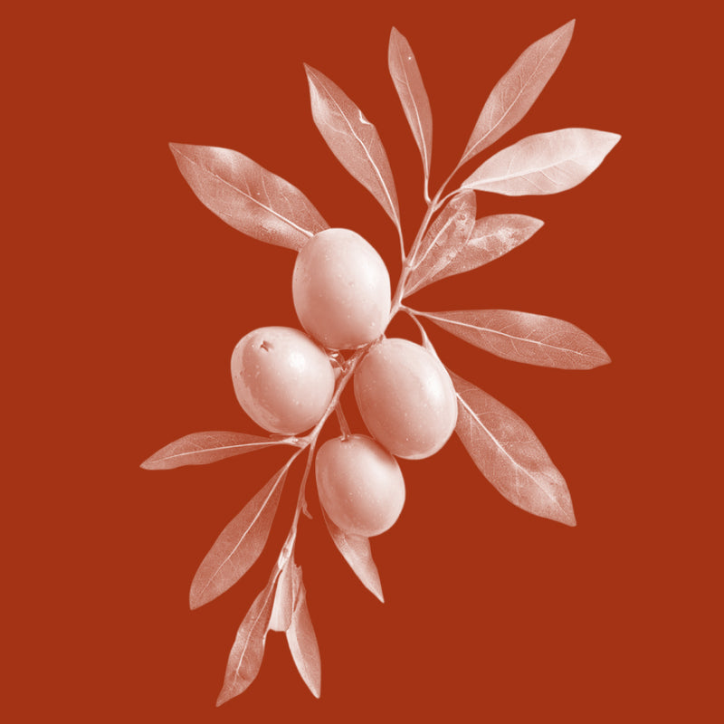 Olive Squalane
