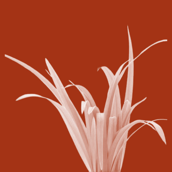 Palmarosa Oil