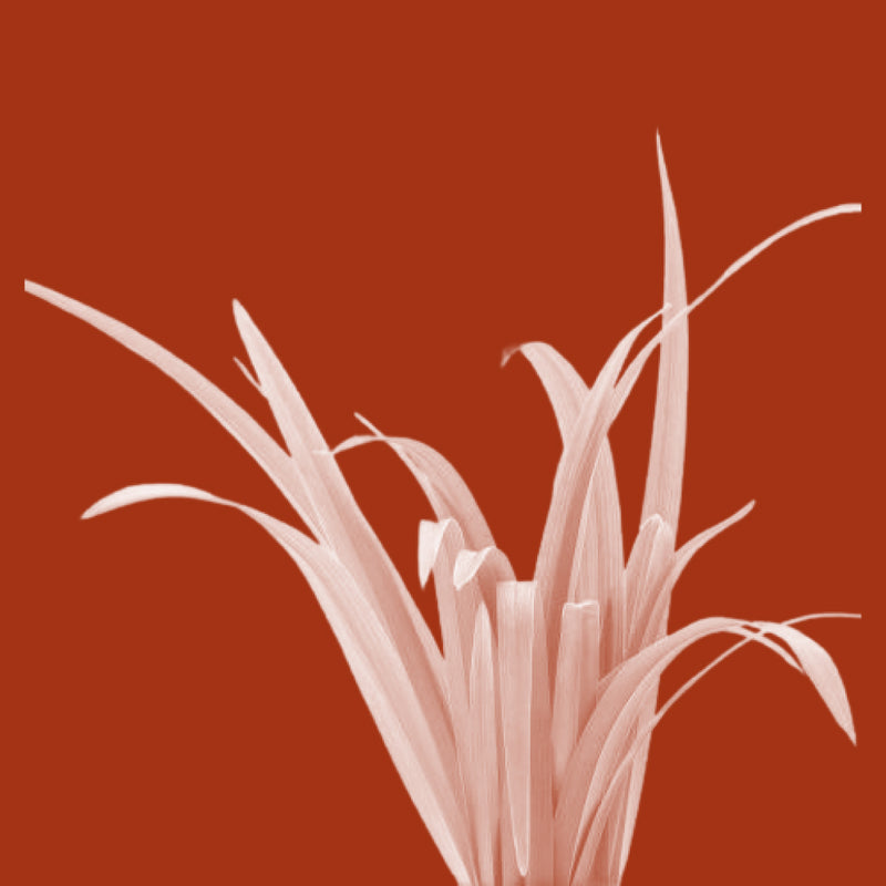 Palmarosa Oil