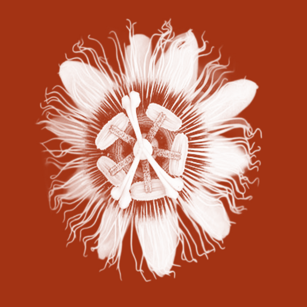 Passionflower