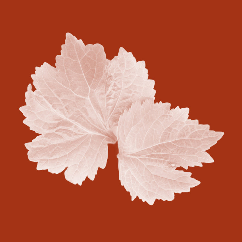 Patchouli Leaf Oil
