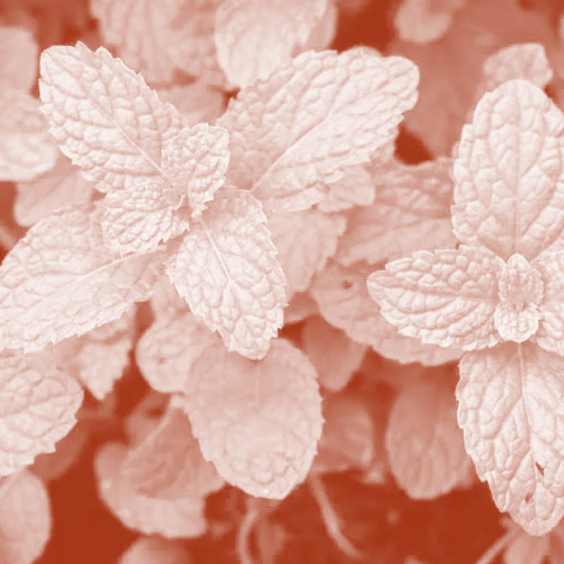 Peppermint
