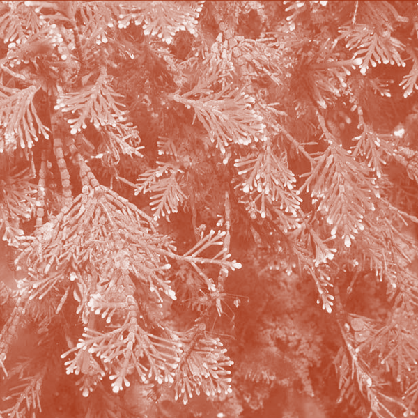Pink Algae