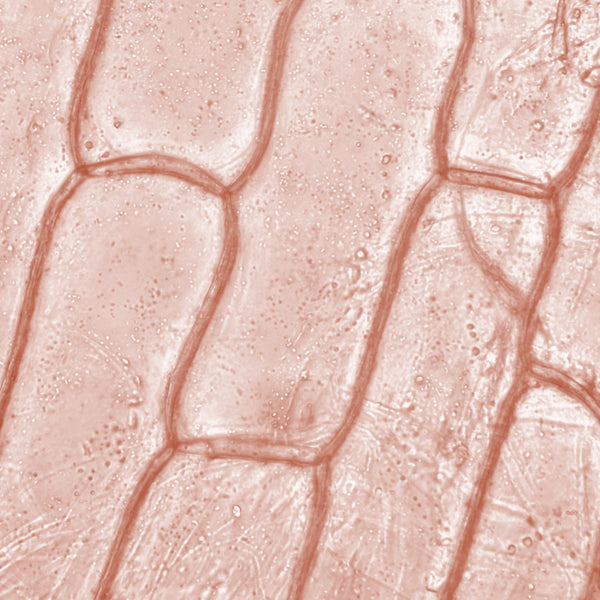 Plant Stem Cells (Citrus Aurantium Dulcis)
