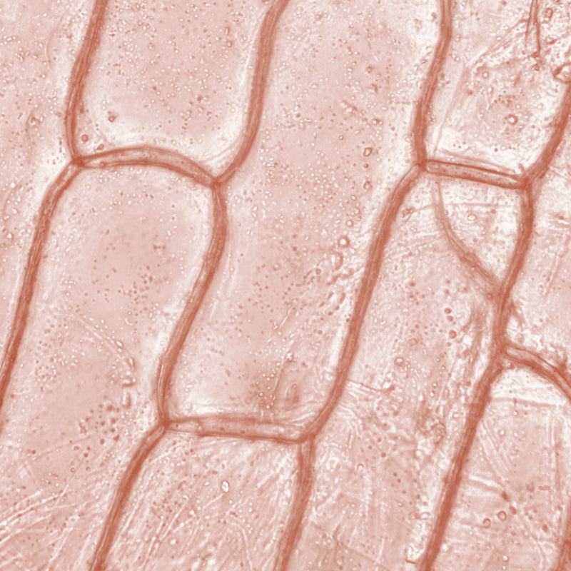 Plant Stem Cells (Citrus Aurantium Dulcis)