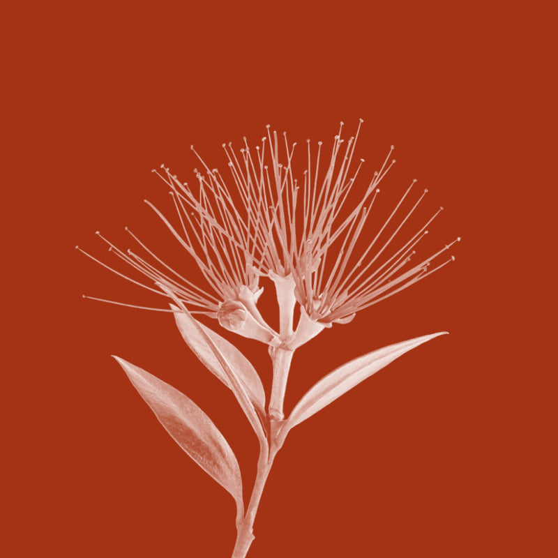Pōhutukawa Powder