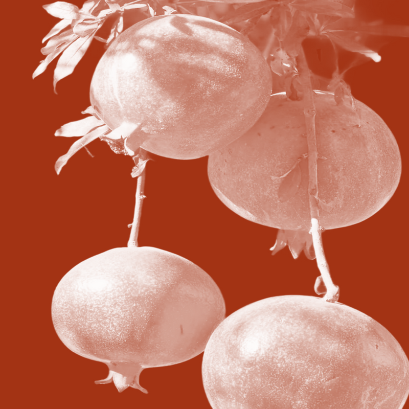 Pomegranate Oil