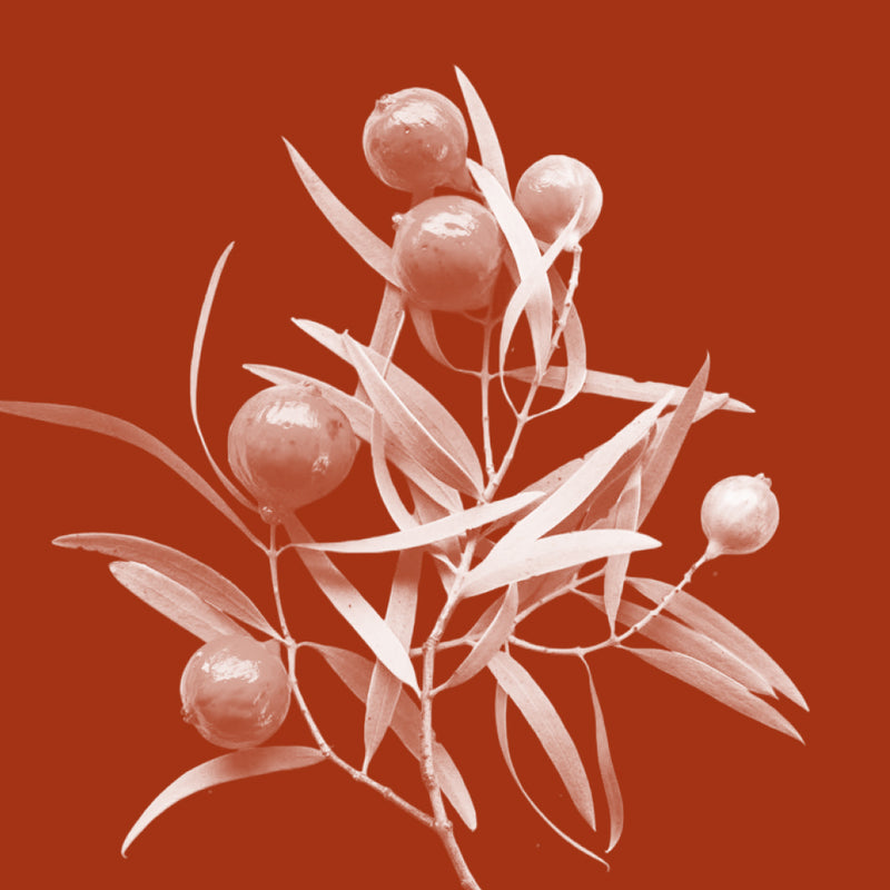 Quandong (Desert Peach)