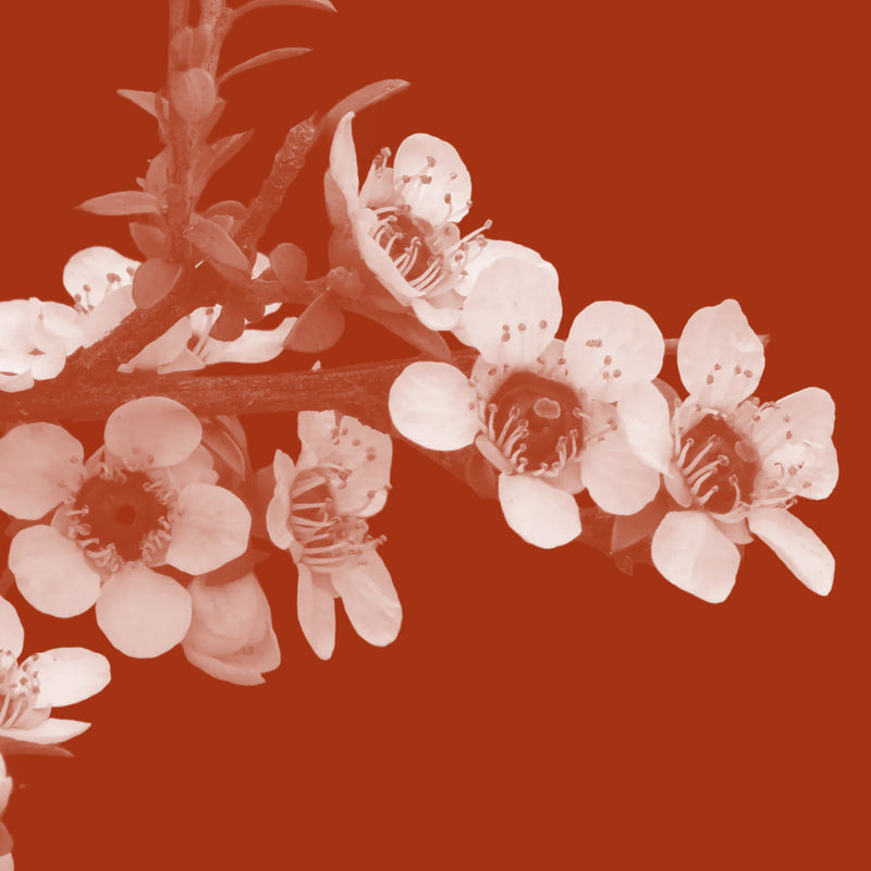 Raw Mānuka Oil