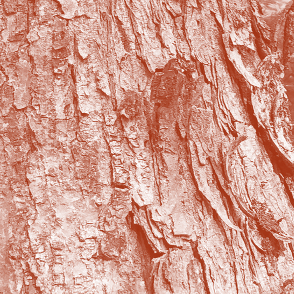 Red Maple Bark