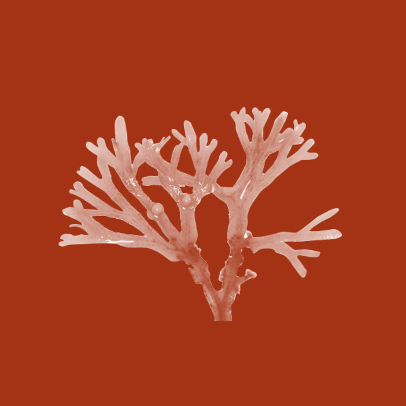Red Microalgae (Seaweed Extract)