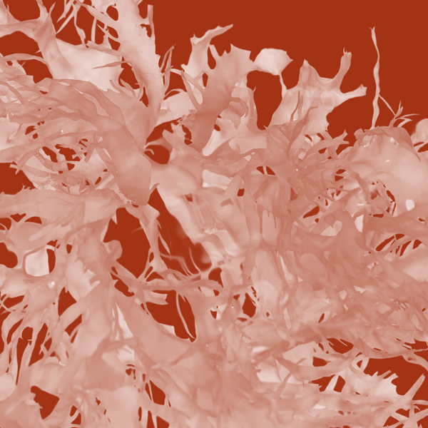 Red Seaweed