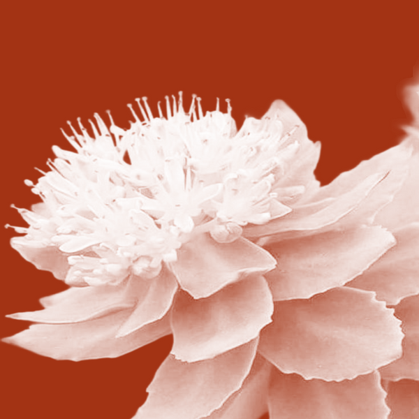 Rhodiola Rosea