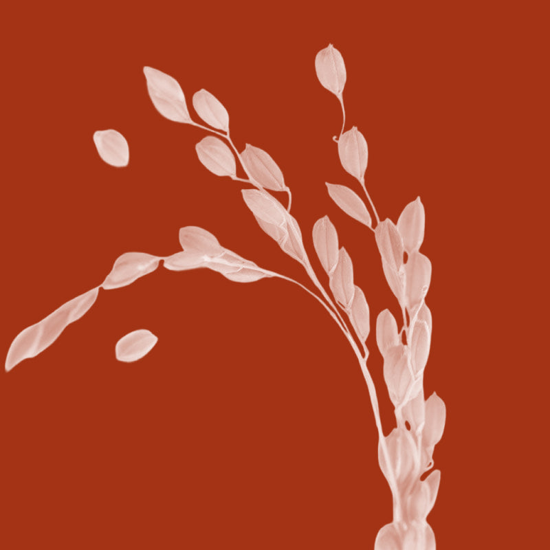 Rice Bran Oil (Oryza sativa)