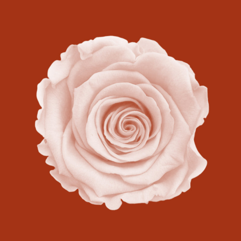 Rose Essential Oil (Rosa centifolia)