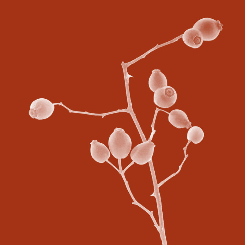 Rosehip Oil