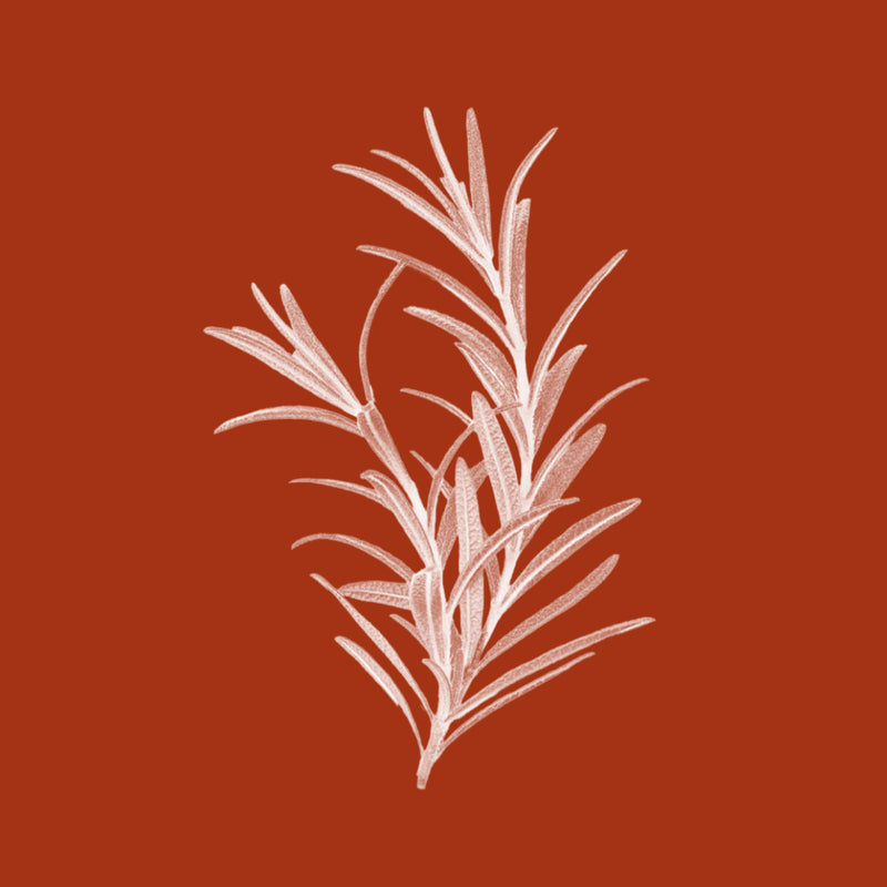 Rosemary Leaf Extract