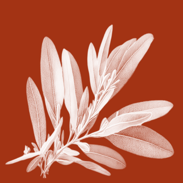 Sage Oil