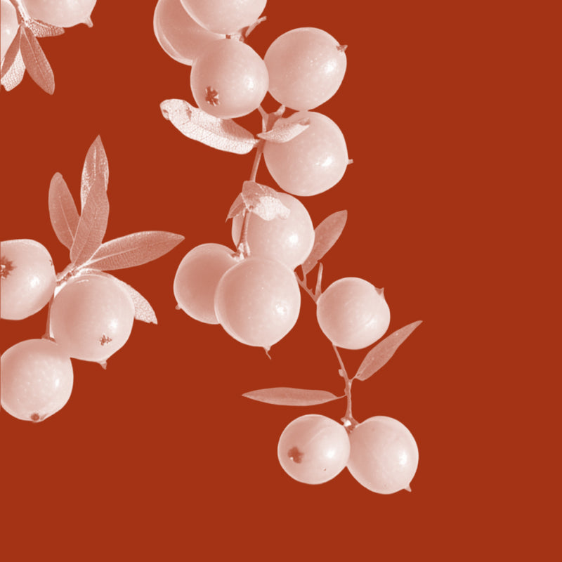 Sea Buckthorn