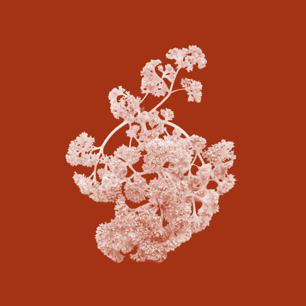 Sea Parsley Extract