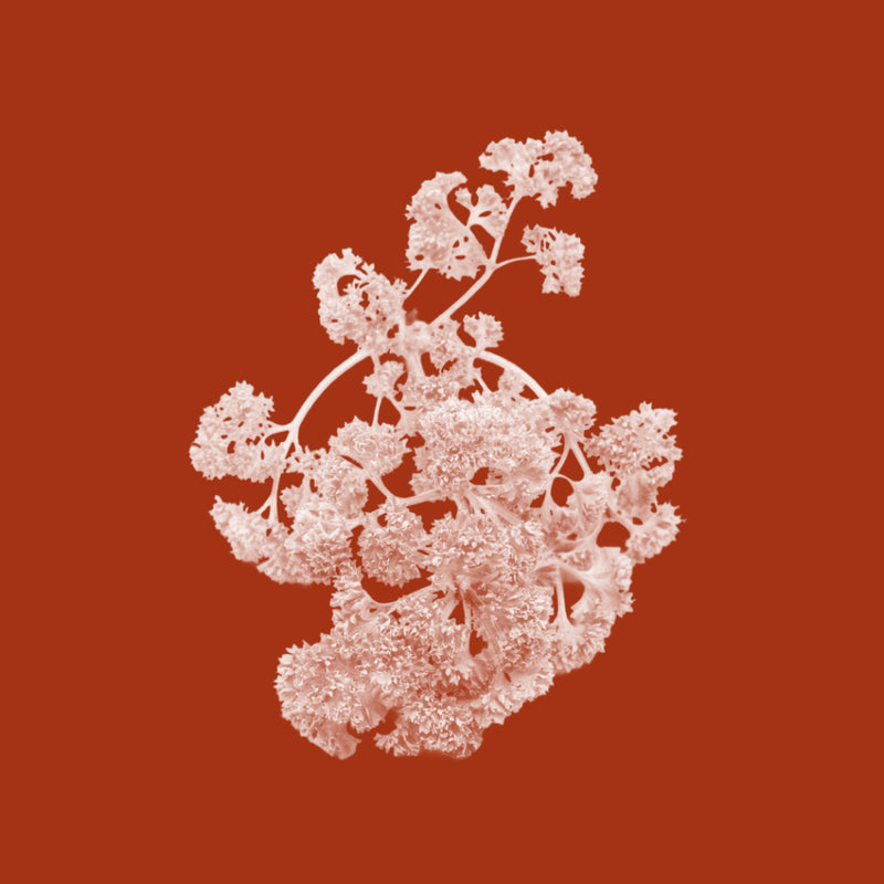 Sea Parsley Extract