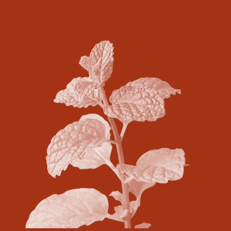 Spearmint Herb Oil