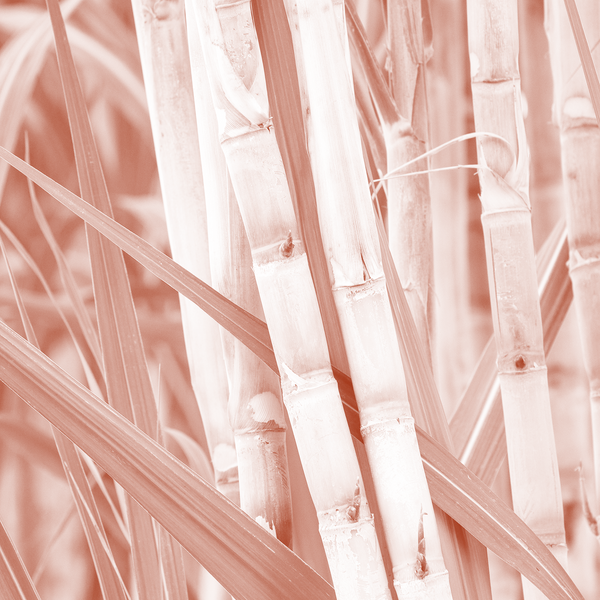 Sugarcane Enzymes