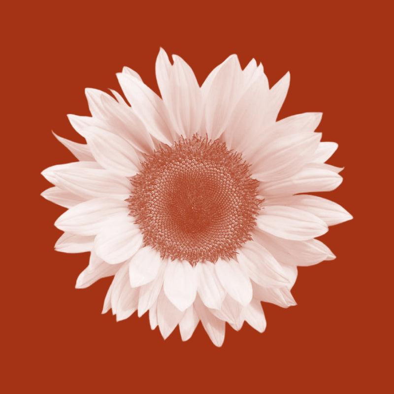 Sunflower Seed Oil (Helianthus annuus)