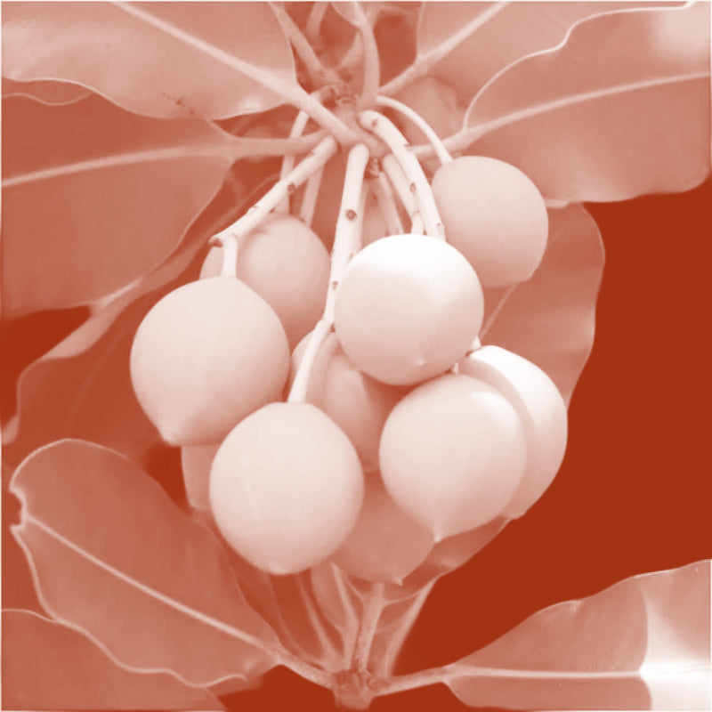 Tamanu Oil