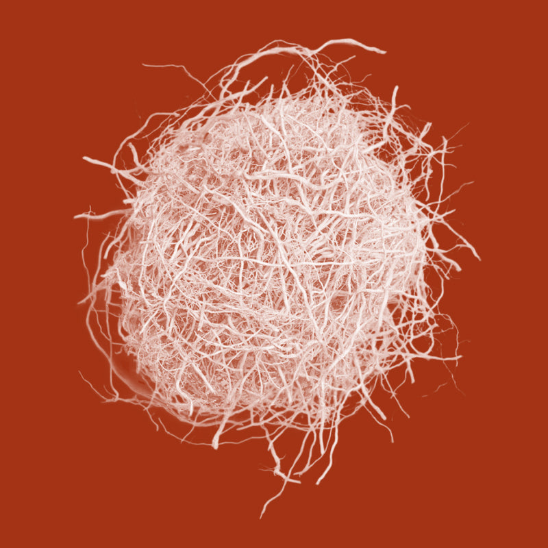 Vetiver