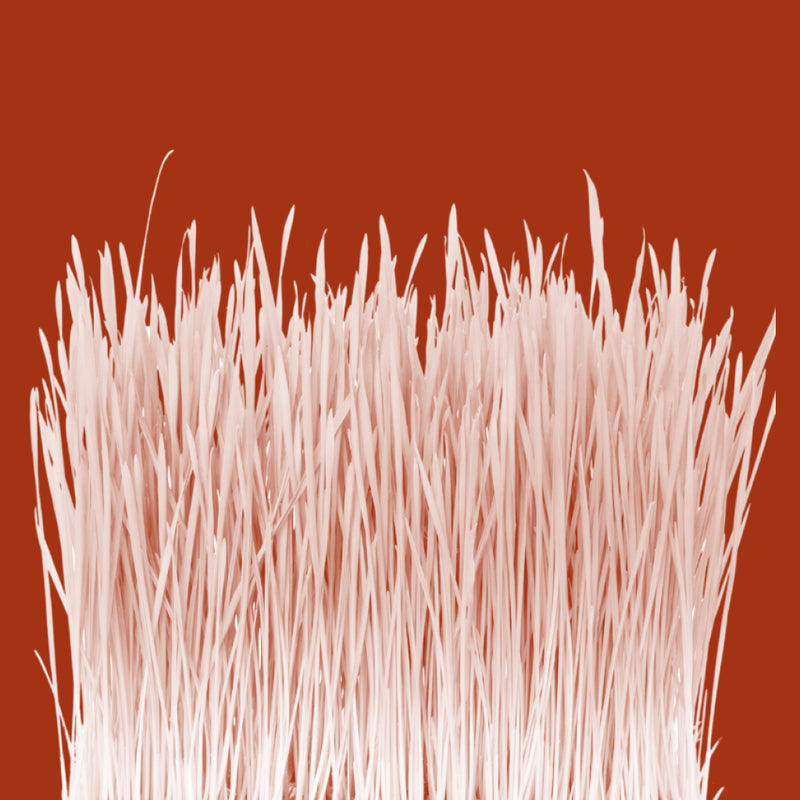 Wheatgrass (Young Grass)
